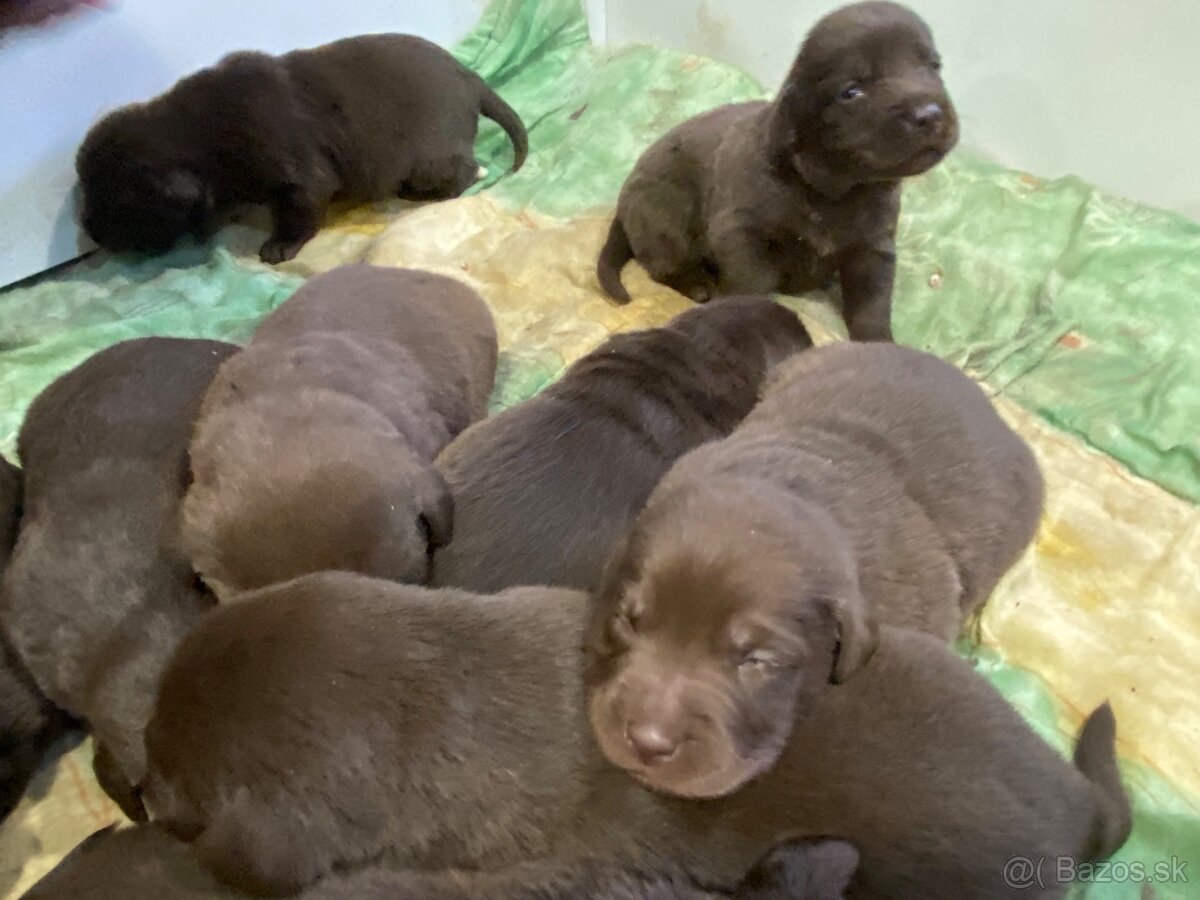 Labrador šteniatka - 3