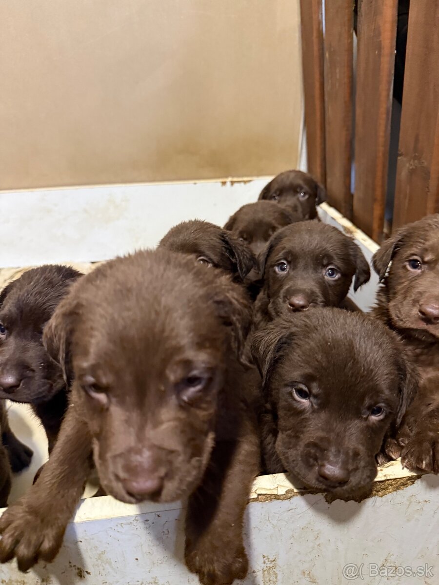 Posledný psík Čokoládového labradora šteniatko. - 3