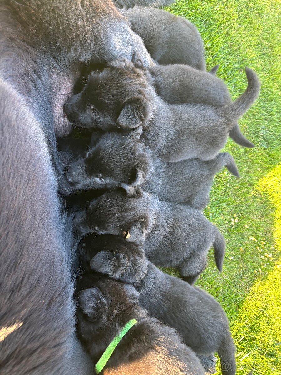 Šteniatka Nemecký ovčiak bez PP - 3