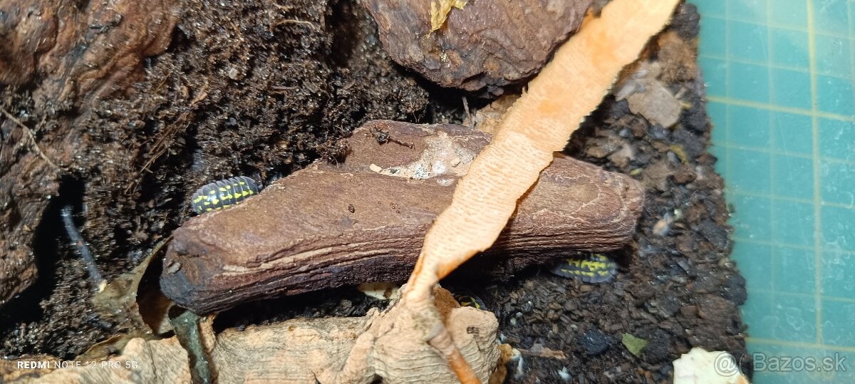 Isopoda celý chov - 3