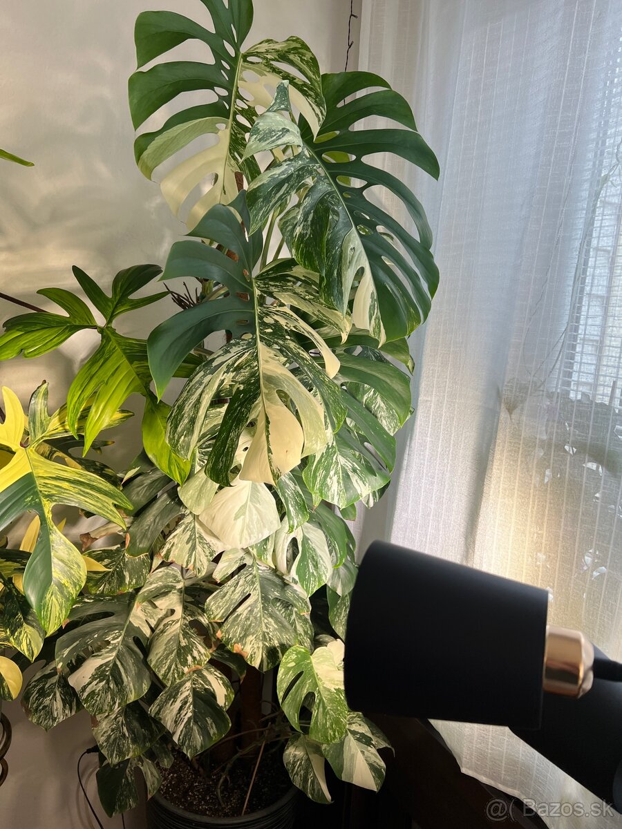 Monstera deliciosa albo - 3