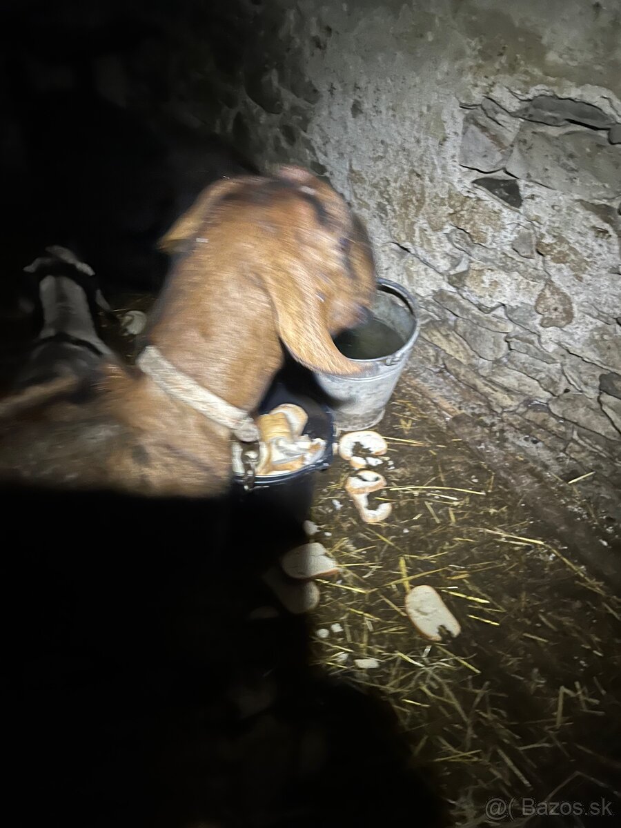 Anglonubijska 100%koza - 3