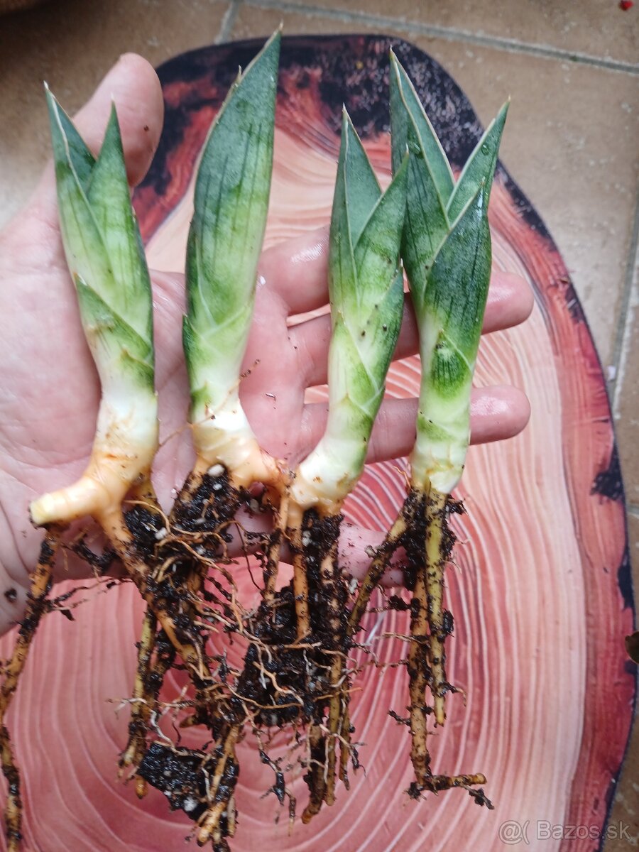 Sansevieria Ao77 - 3