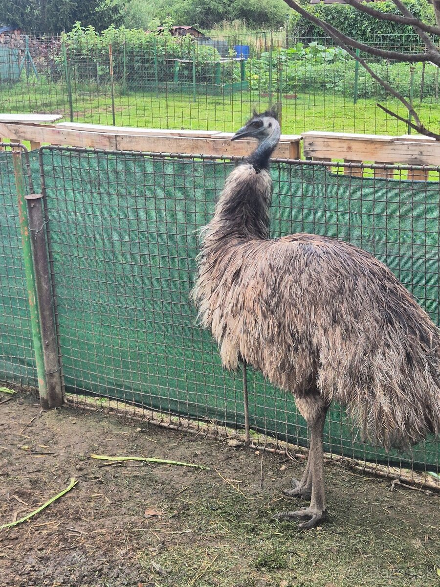 Predam Emu samicu - 3