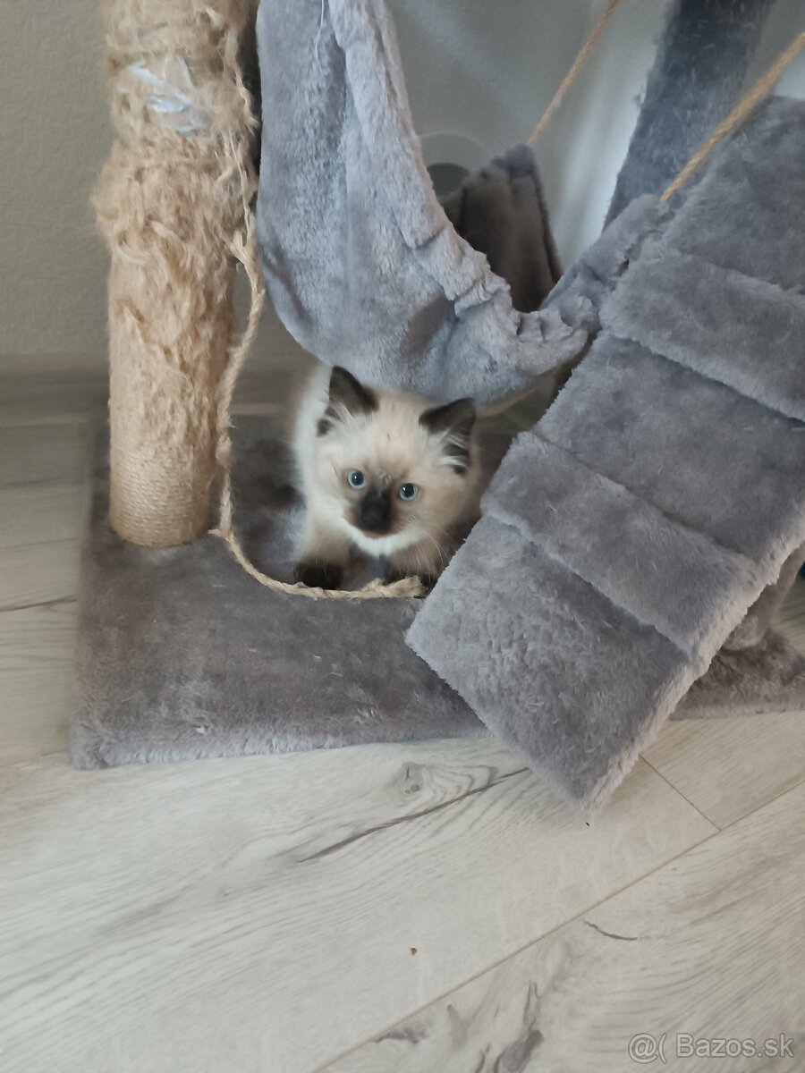 Mačiatka Ragdoll - 3