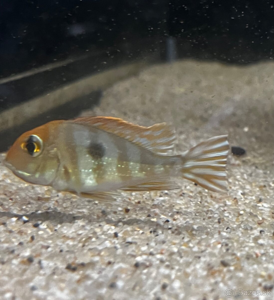 Geophagus sp. “Tapajos Red Head” - 3
