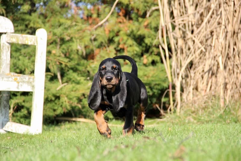 Americký mývalí pes- Black and Tan Coonhound - 3