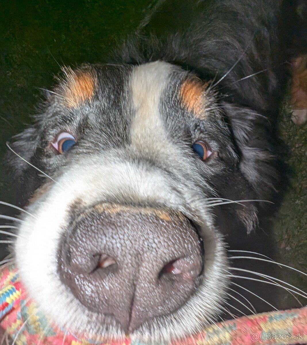 Bernský salašnícky pes - krytie - 3