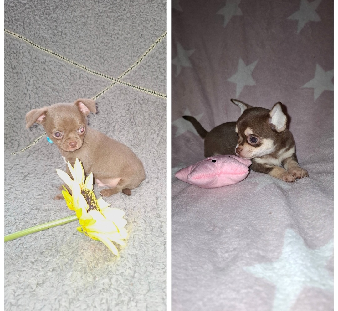 čivava šteniatka - 3