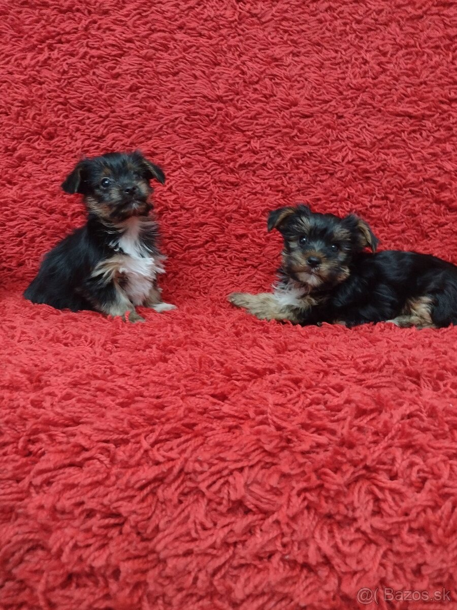 Yorkshirsky teriér, Yorkshire, York - 3