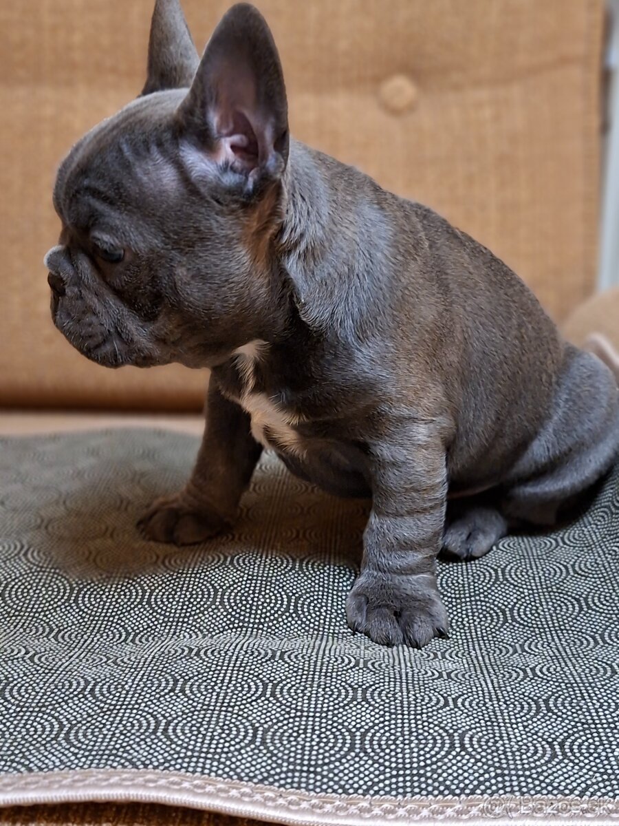 Francúzsky buldoček modrý - 3