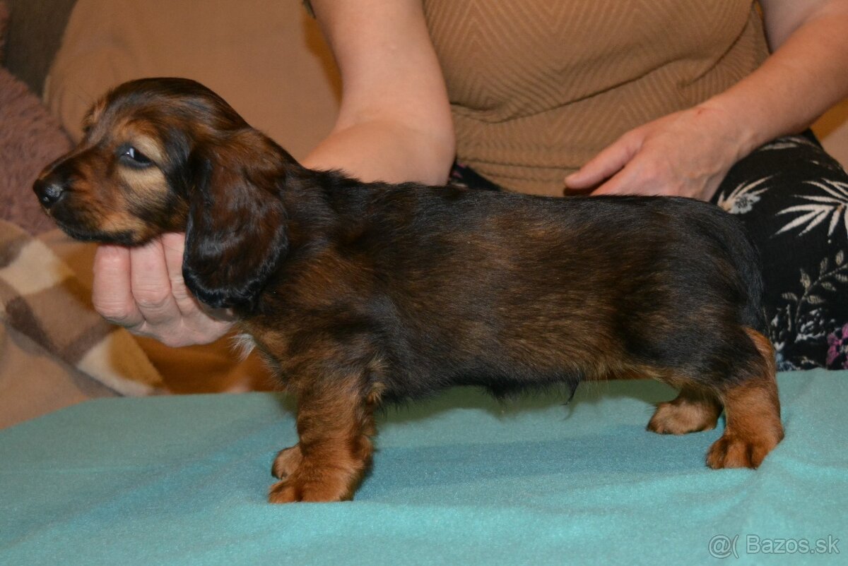 jazvečík dlhosrstý štandardný - 3