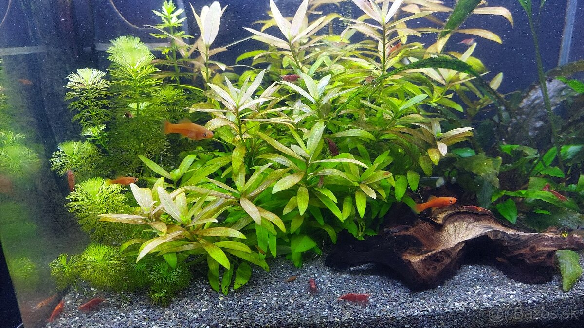 mečúň mexický mladé mečúne - 3