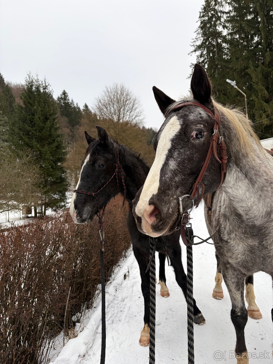 Valach s top povahou - 3