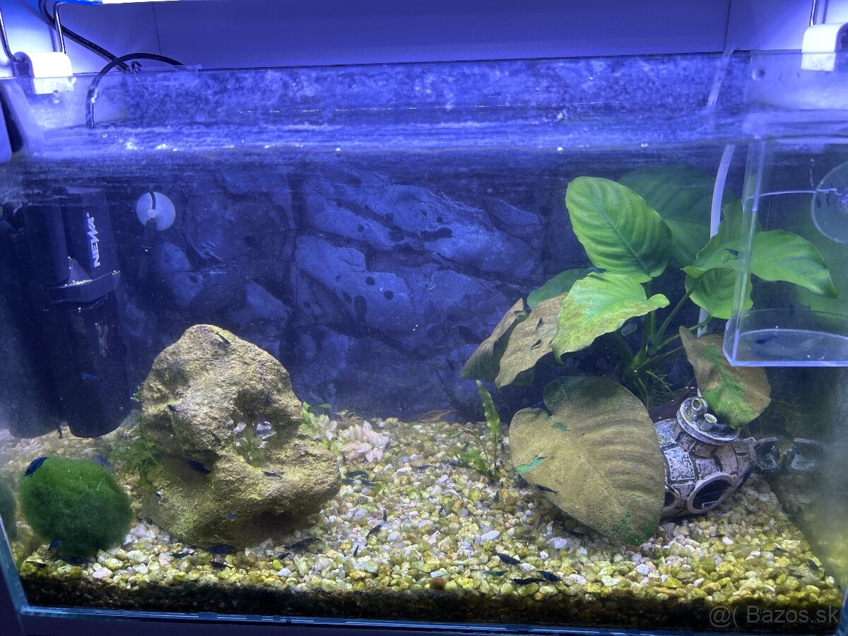 Krevetky neocaridina - 3