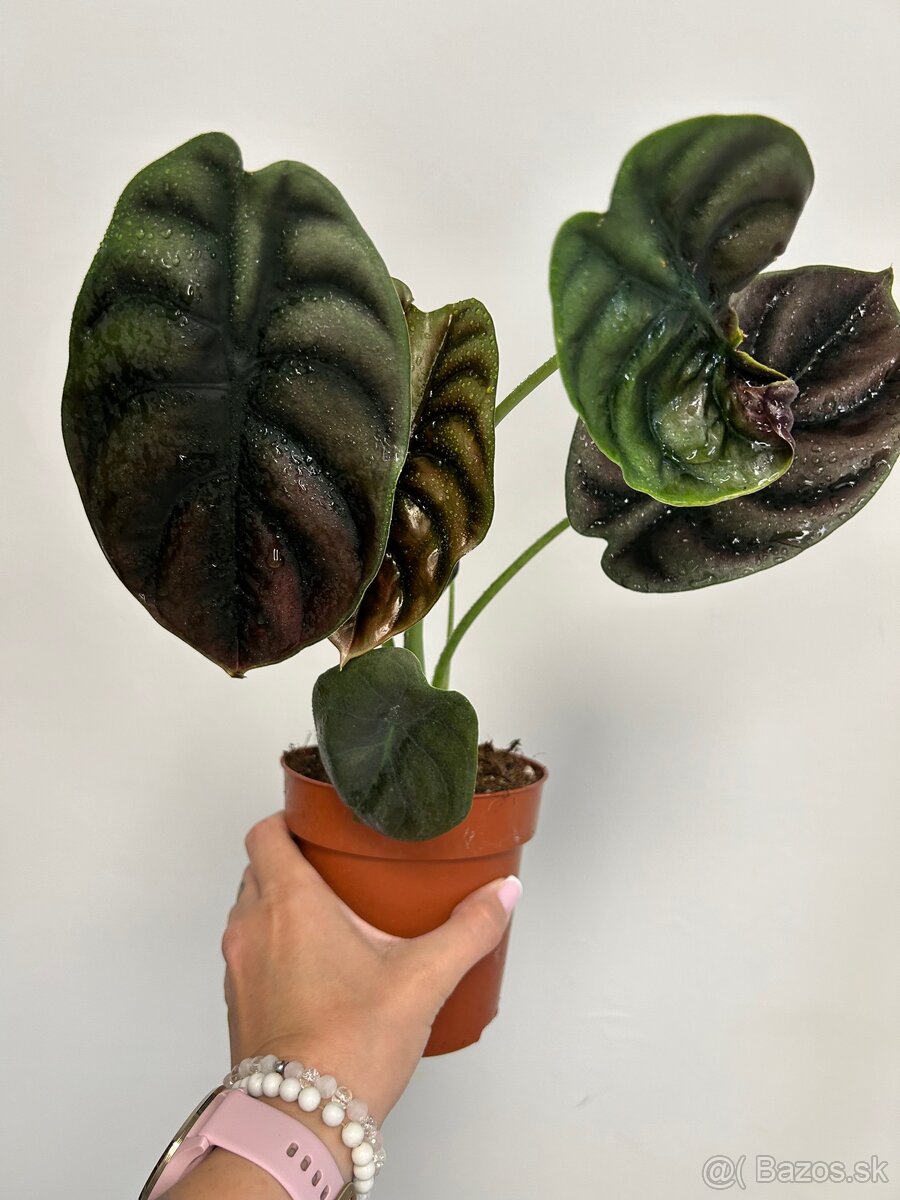 Alocasia ‘Red Secret’ - 3