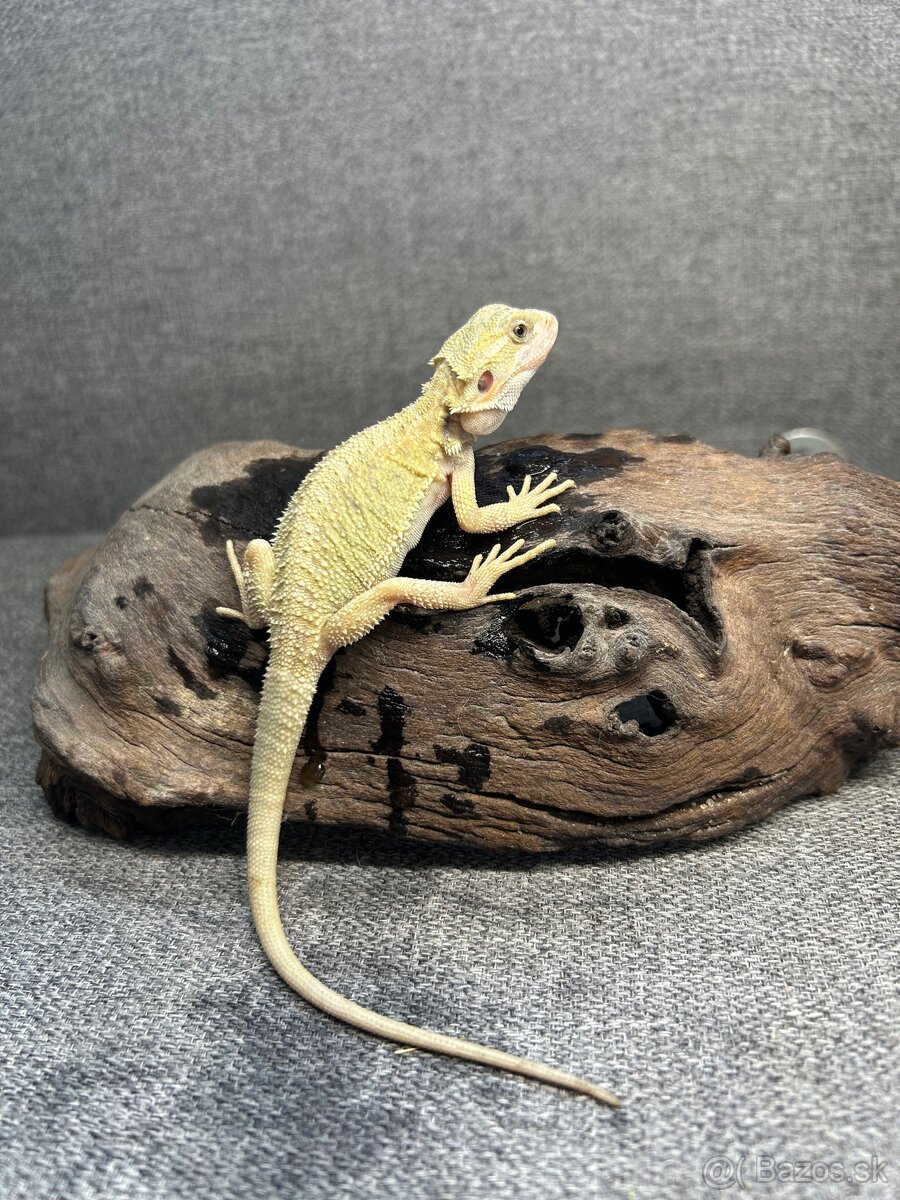 Agama bradatá Het Zero a Citrus mláďatká - 3
