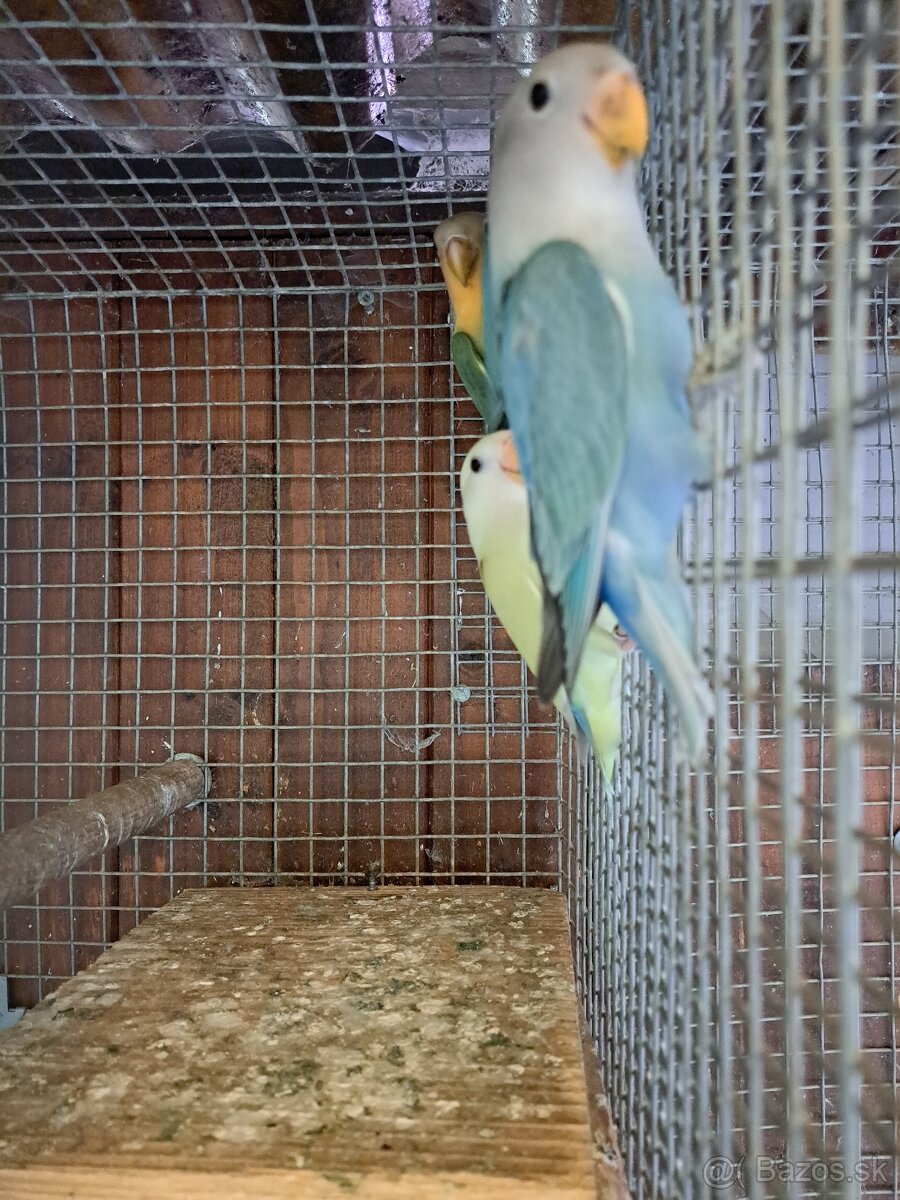 Agapornis ružovohrdlý - 3