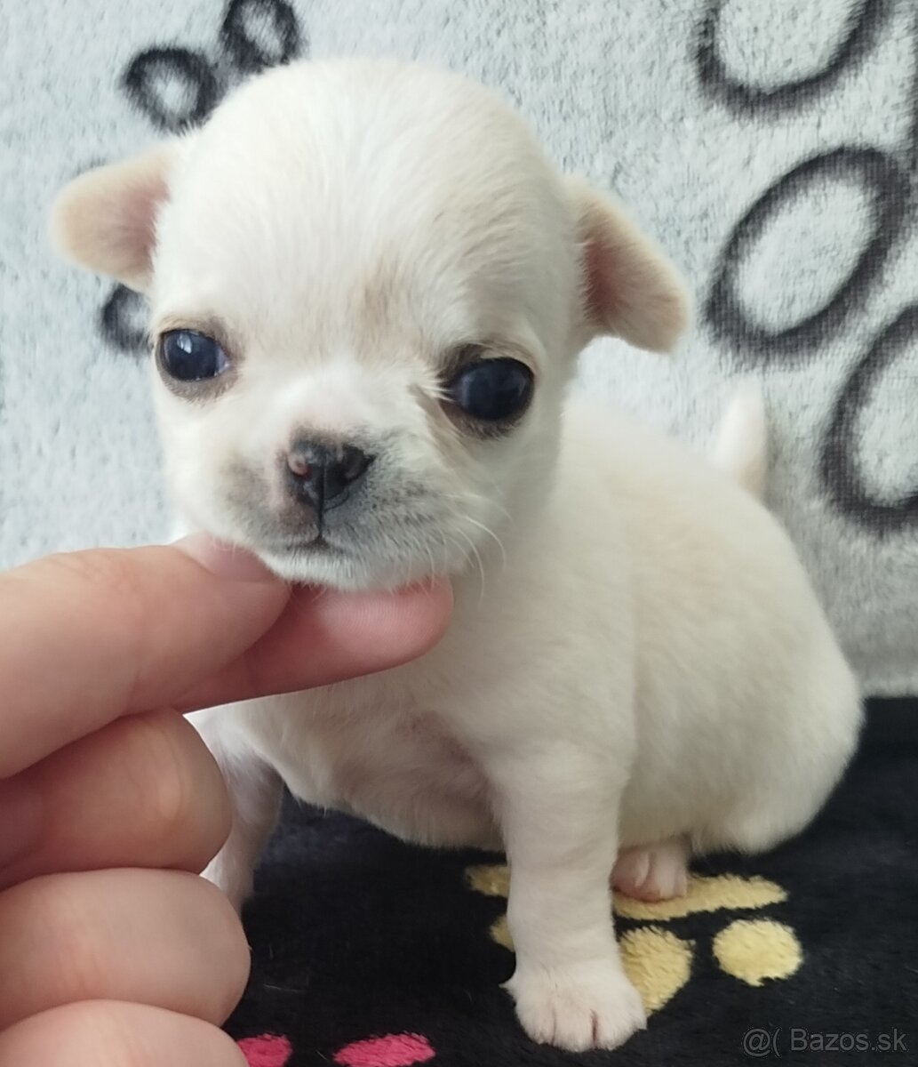 Čivava mini psík krátkosrstý - 3