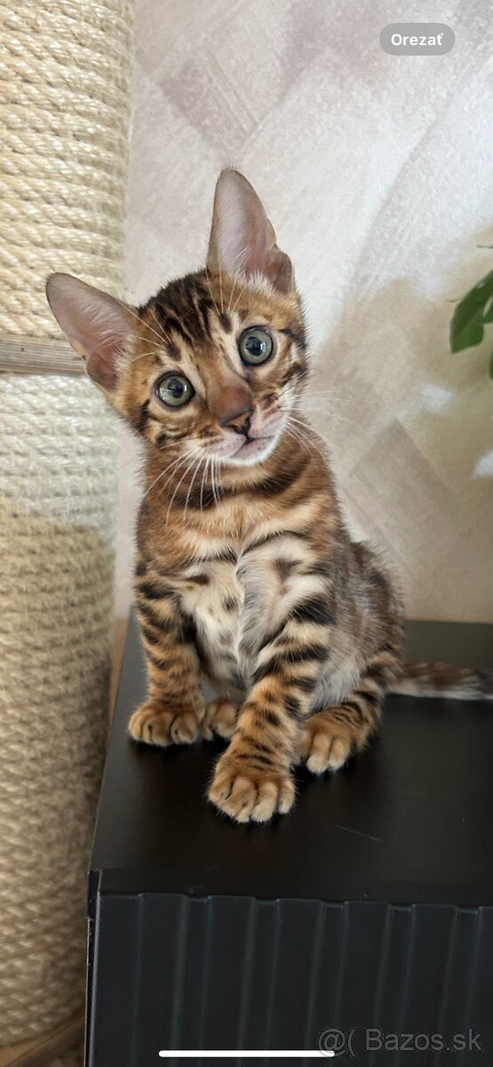 Bengálska mačka s PP - 3