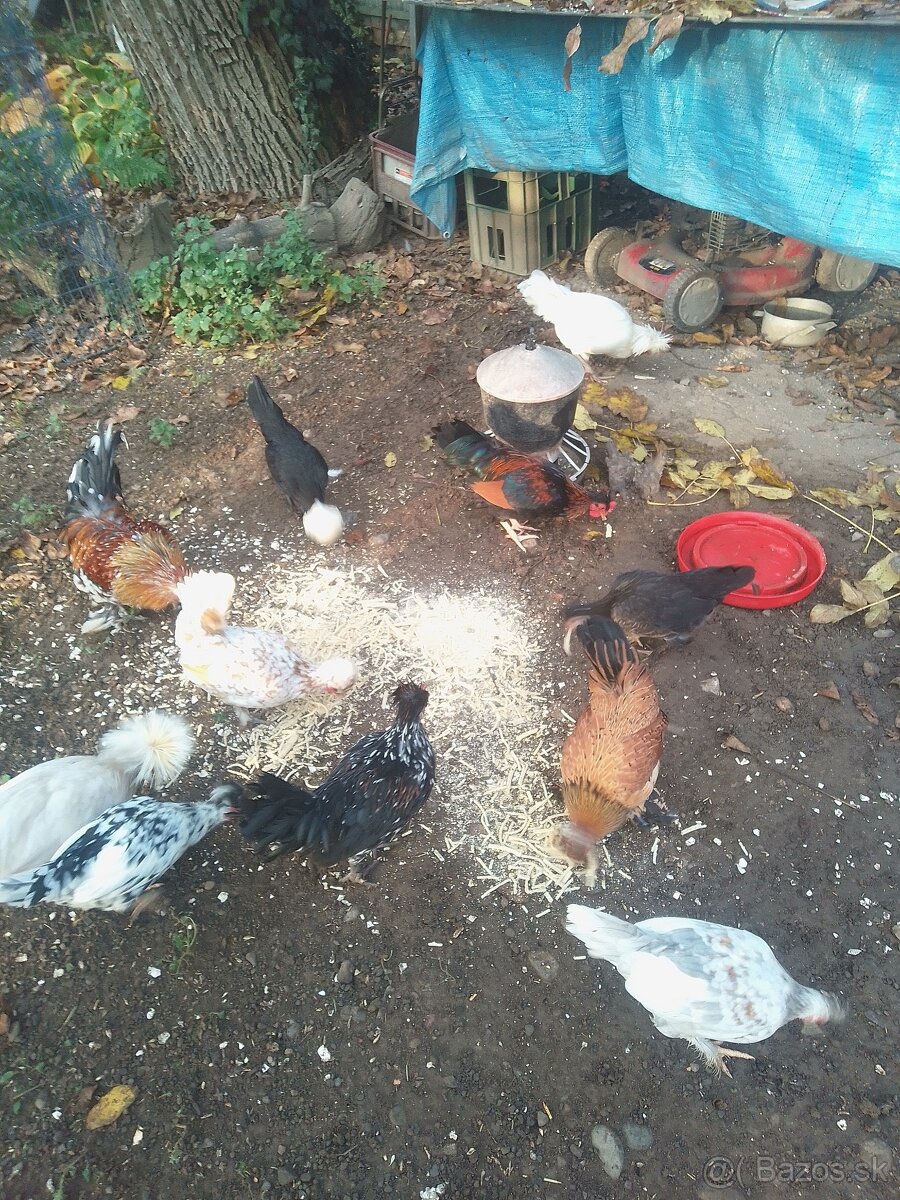 Predám krásne holandanky a milflerky - 3