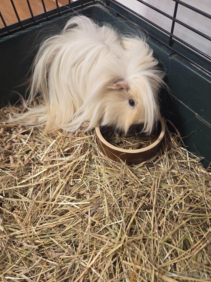 Predám krásne dlhosrsté morské prasiatka - 3