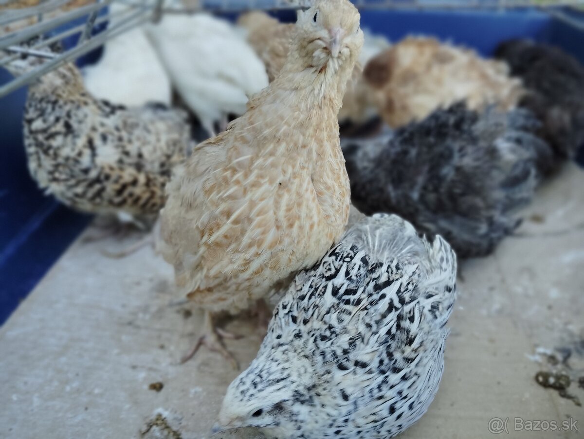 Predám japonské prepelice - 3