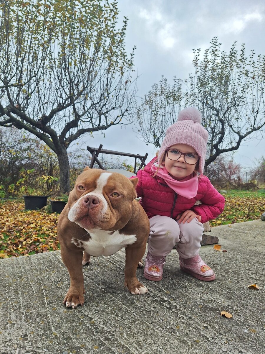 American bully pocket pp - 3