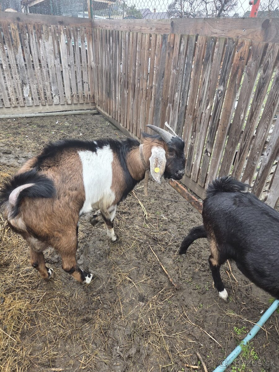 cap na pripustenie - 3