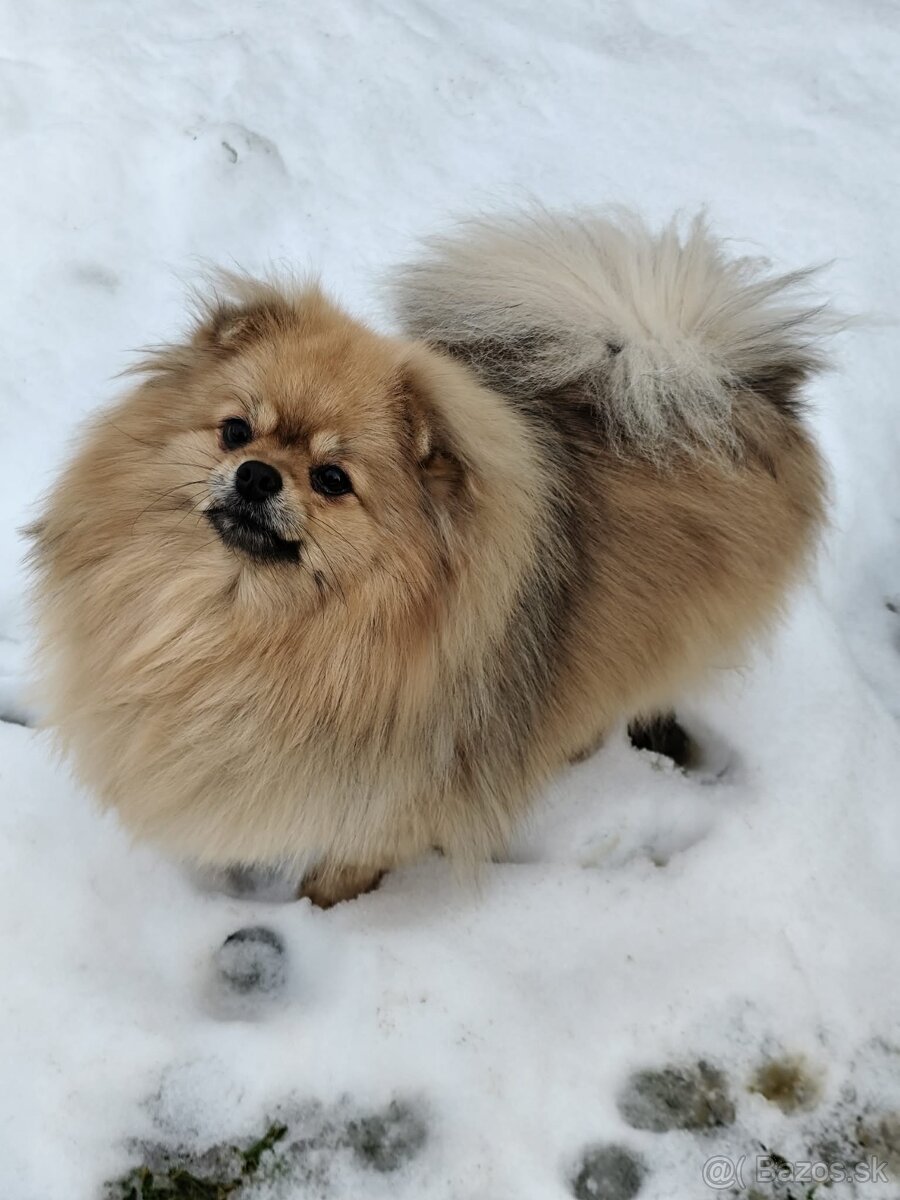 Fenka na predaj s PP - 3