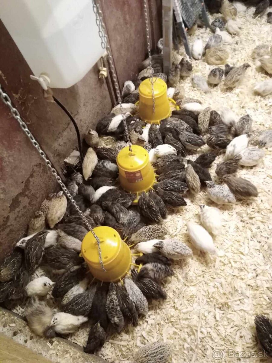 Prepelice japonské - 3