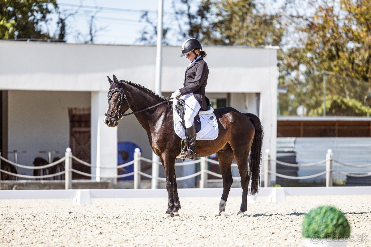 Skúsený pony B (146 cm) do drezúry, aj do parkúru - 3