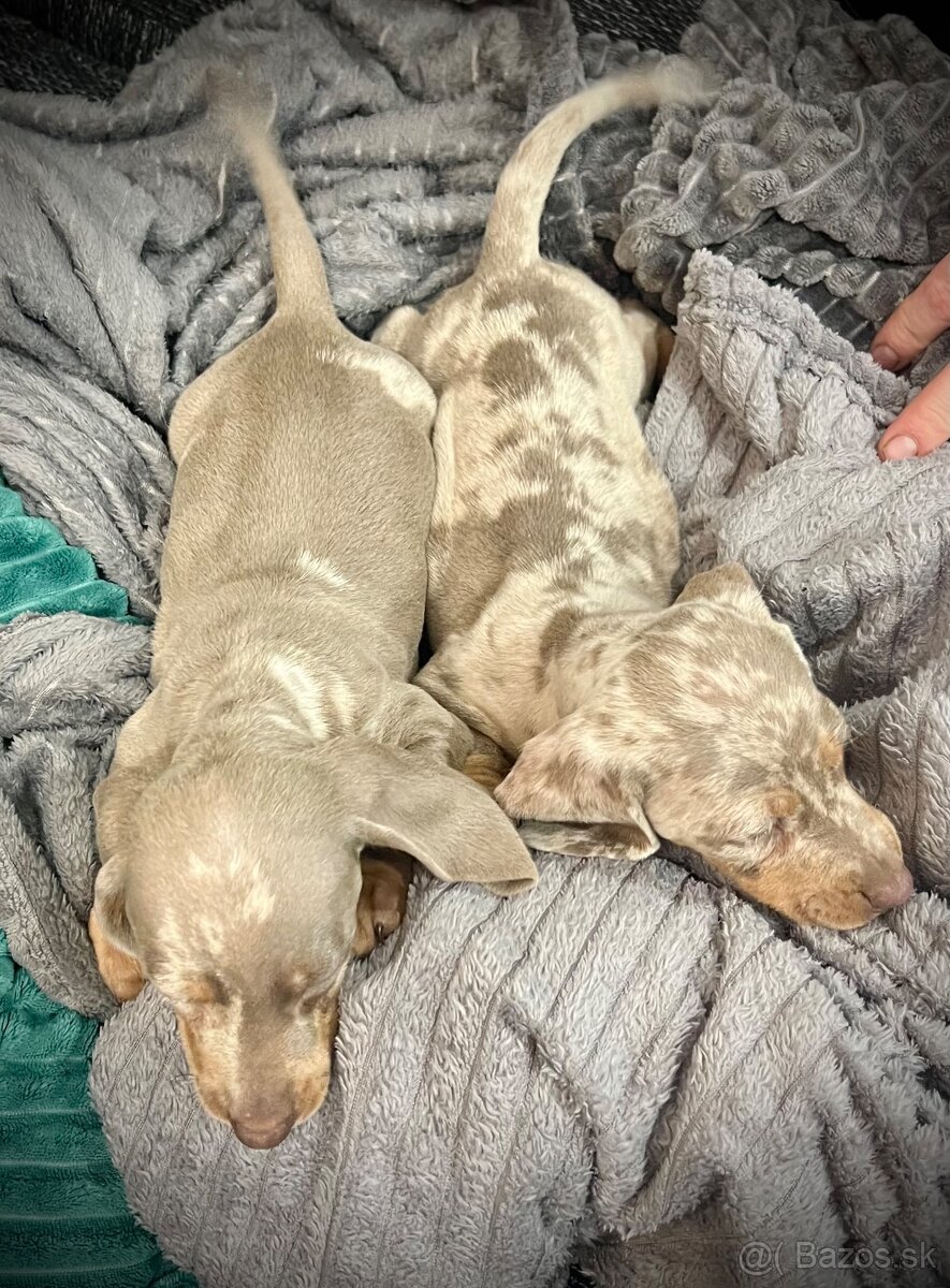 Jazvecik krátkosrstý - 3