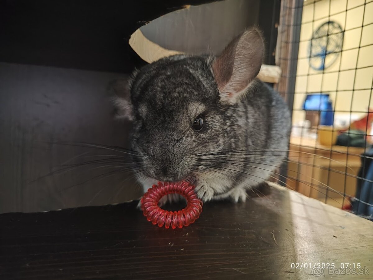 Hľadá sa 5-hviezdičkový domov pre činčilu Lumpíka - 3