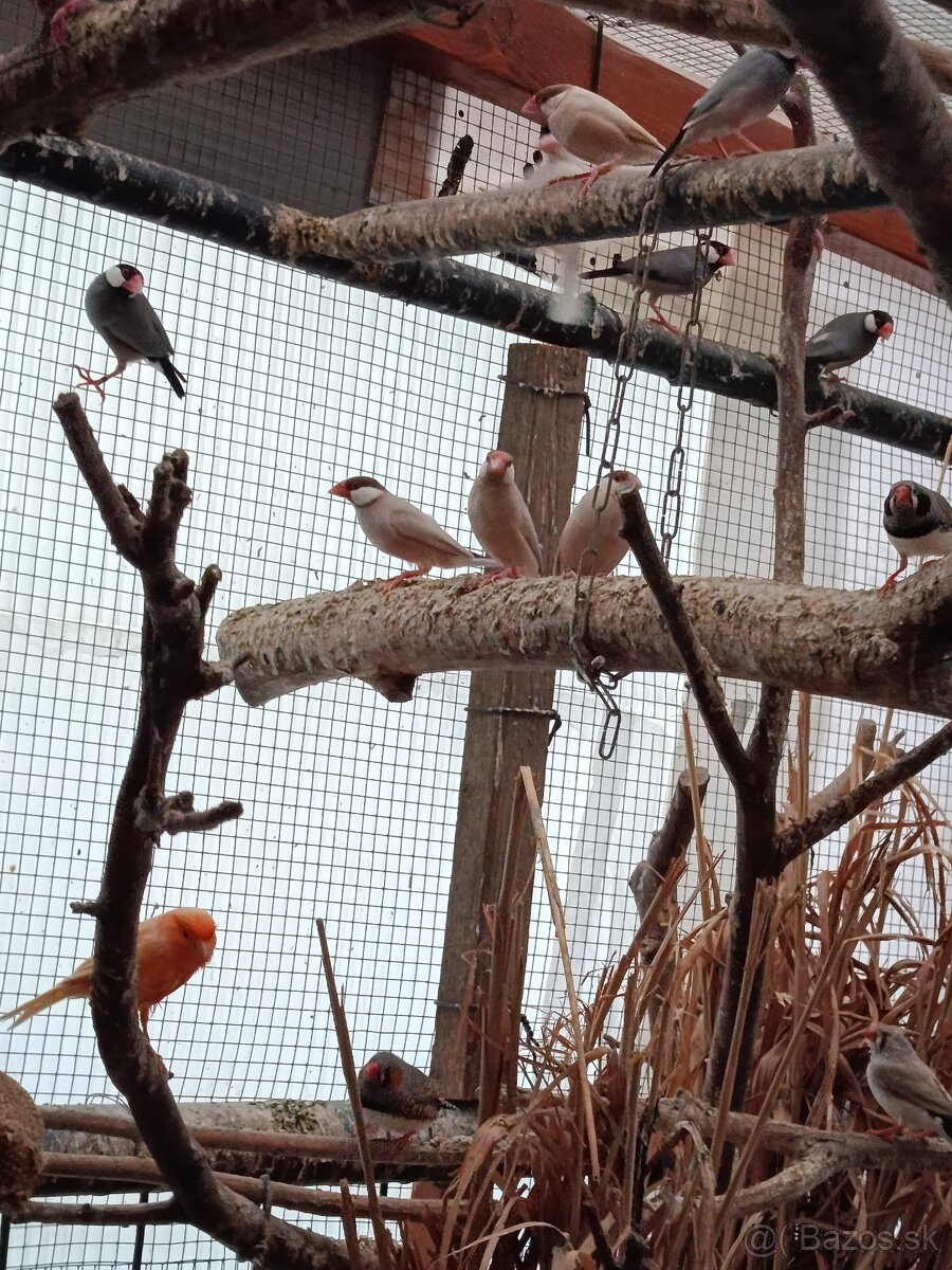 Kanáriky, zebričky, ryžovníci, holúbky - 3