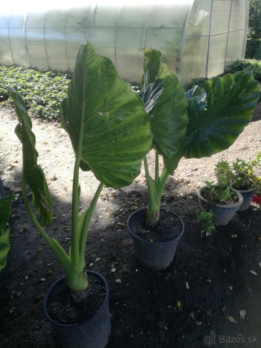 Predam Alocasia Gigantea/Macrorrhiza (Slonie ucho) - 3