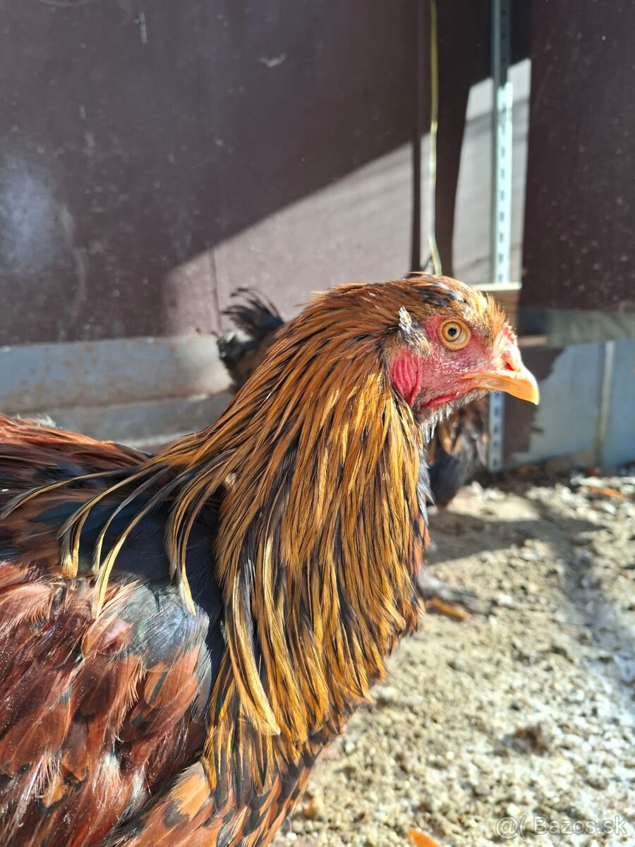 Predám kohúta brahmanky - 3