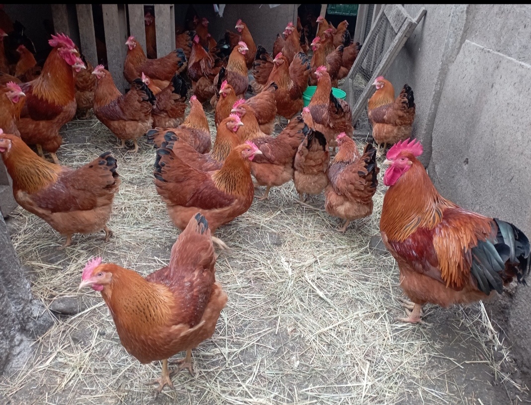 Násadové vajcia Hempšírka - 3