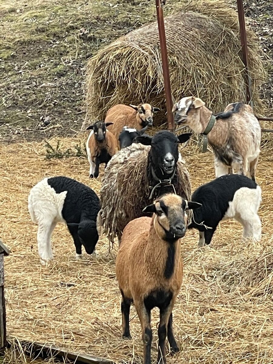 Predám ovečku s jahniatkami. - 3