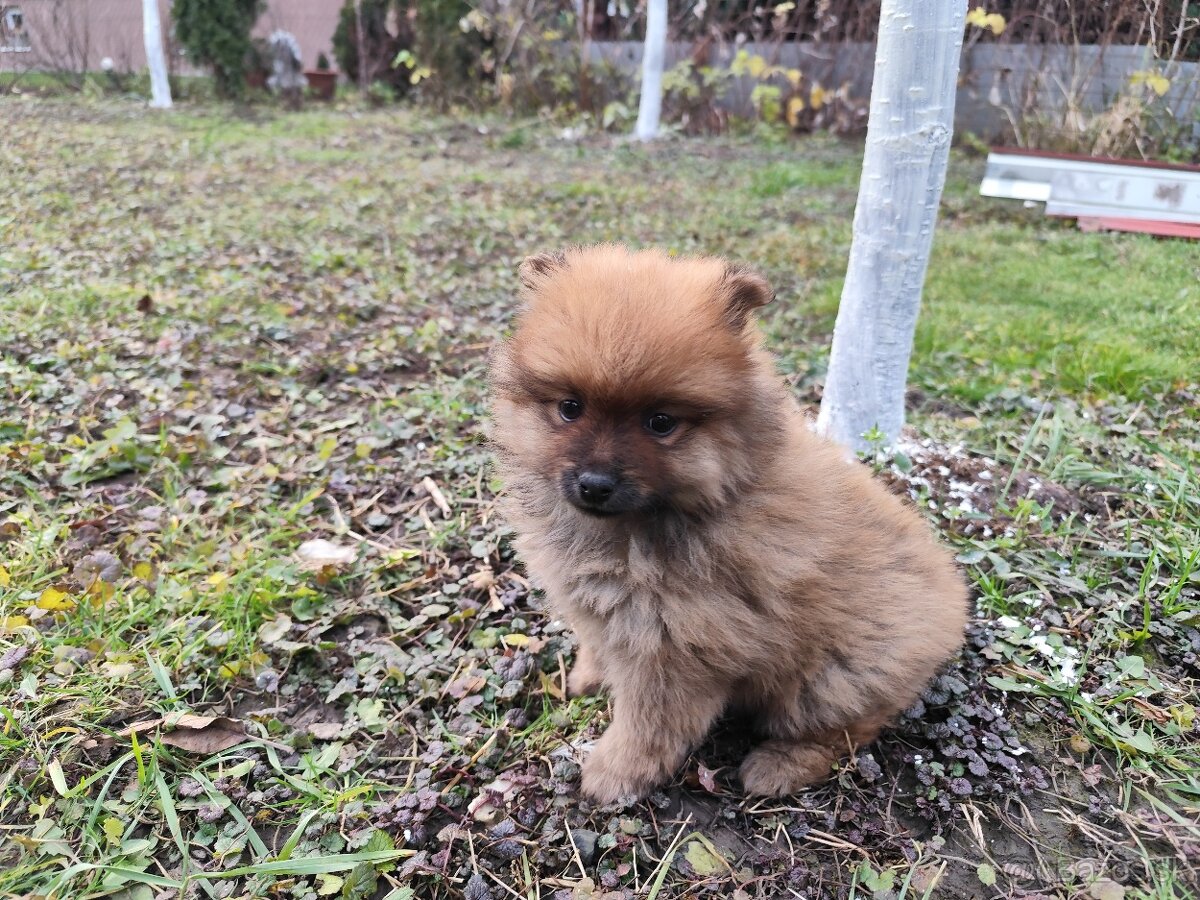 Nemecký Špic malý - 3