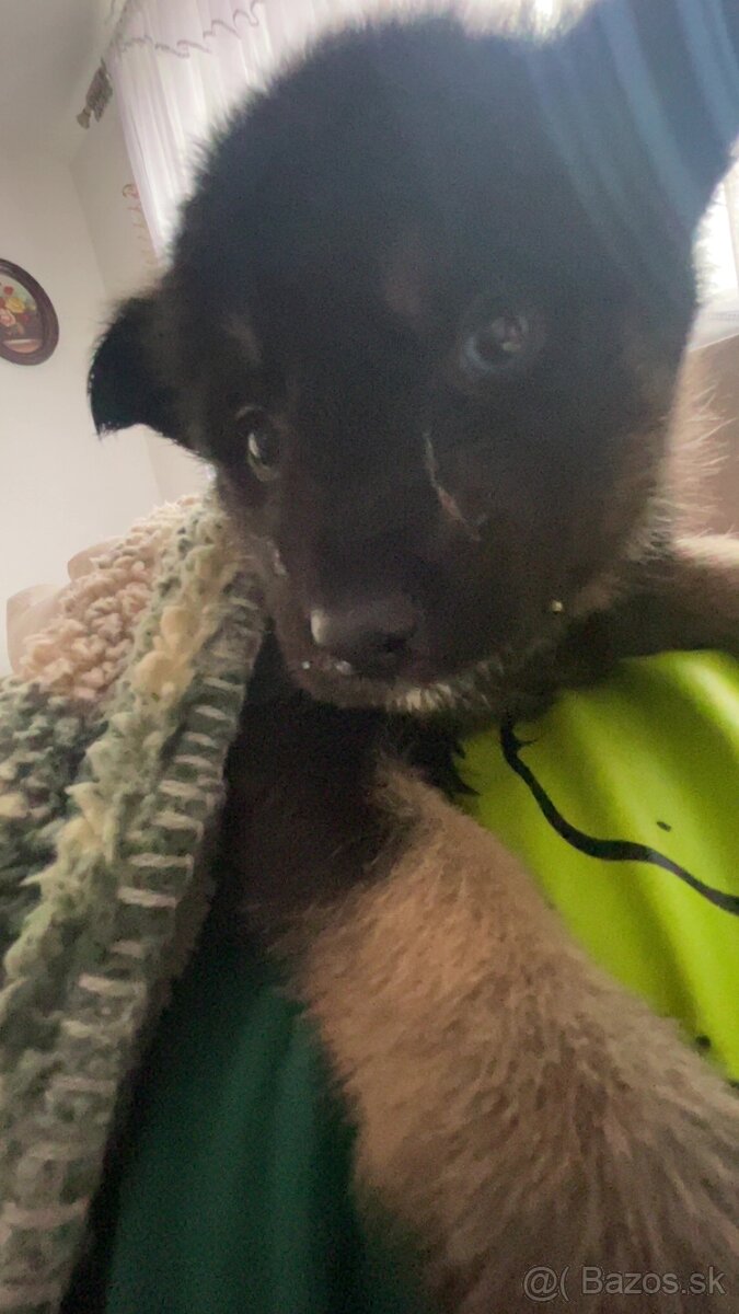 Šteniatko fenka - 3