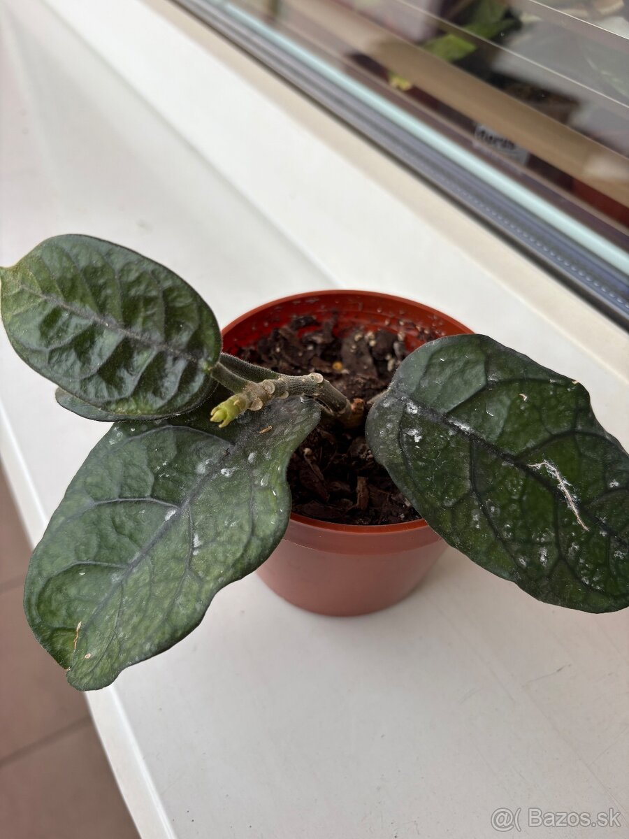 Hoya - 3