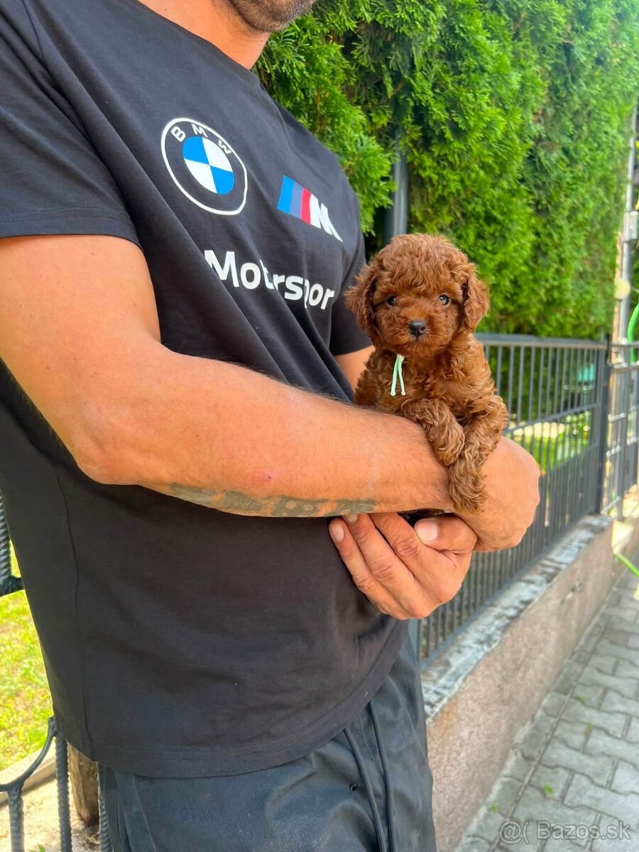 toy pudlik - 3