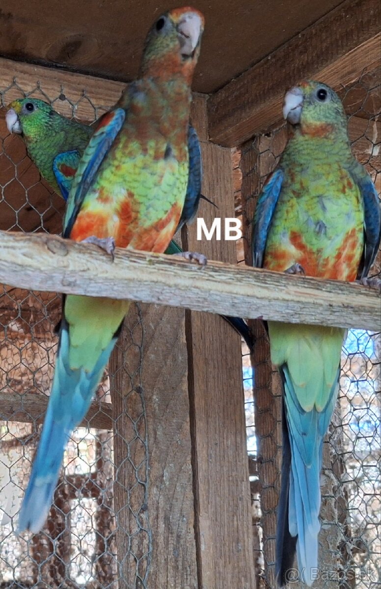 Papagáje mnohofarebné (mnohobarve) - 3
