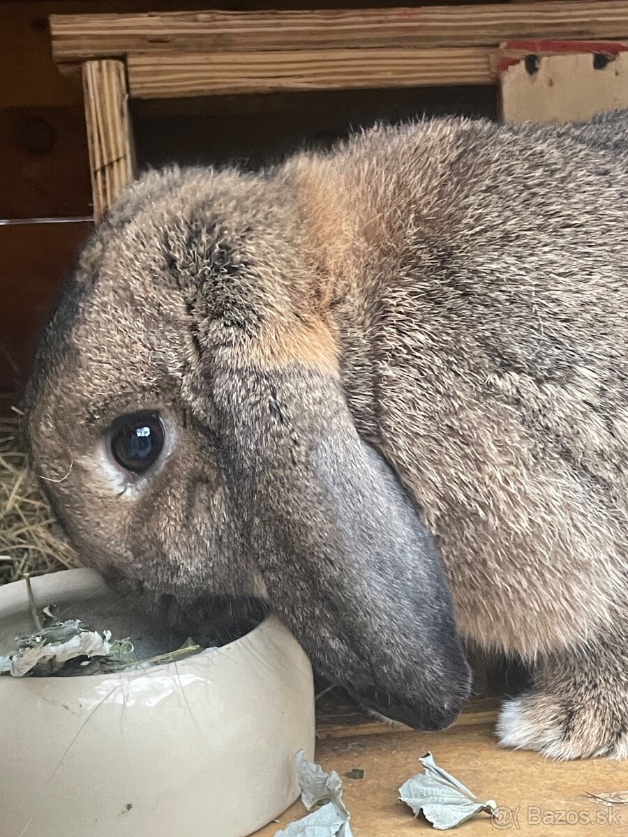 Zakrslý francúzsky baran - 3