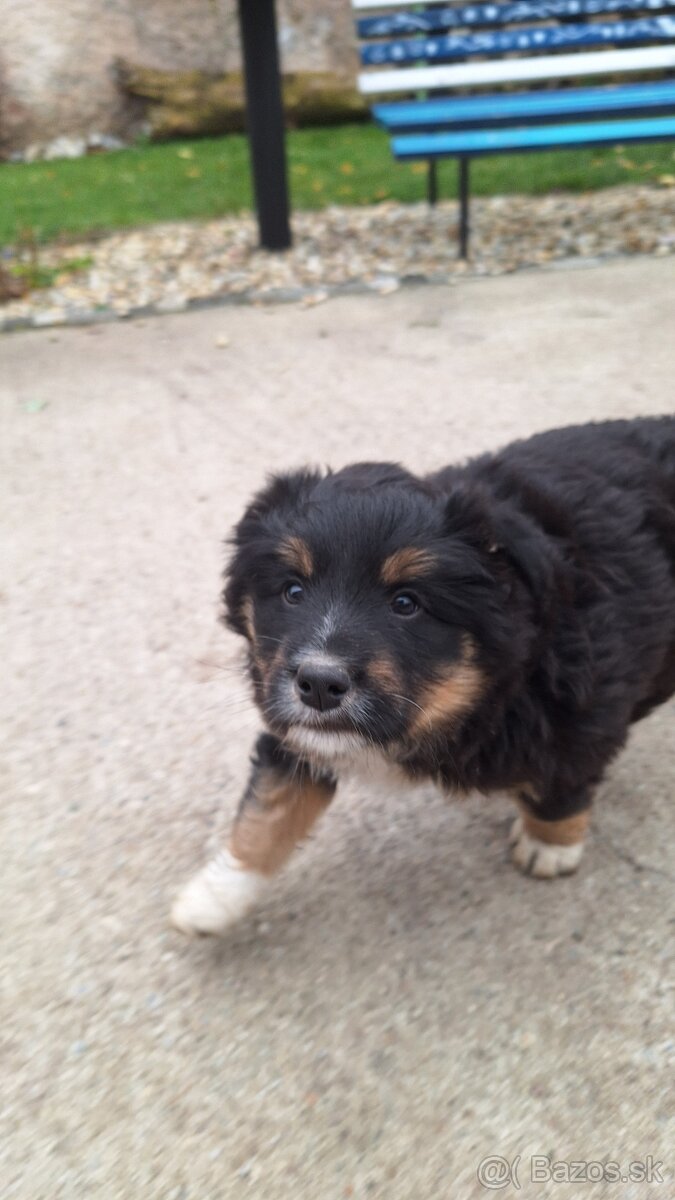 Darujem šteniatko - 3