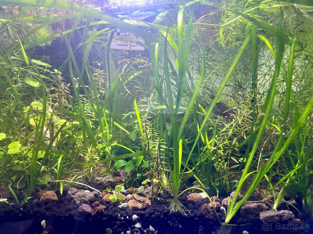 Akvarijné rastliny - 3