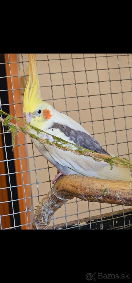 Klietka + vtáctvo - 3