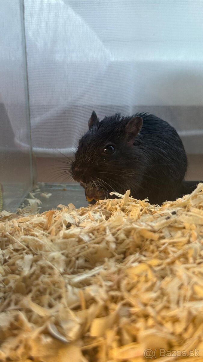 Darujem pieskomilov - 3