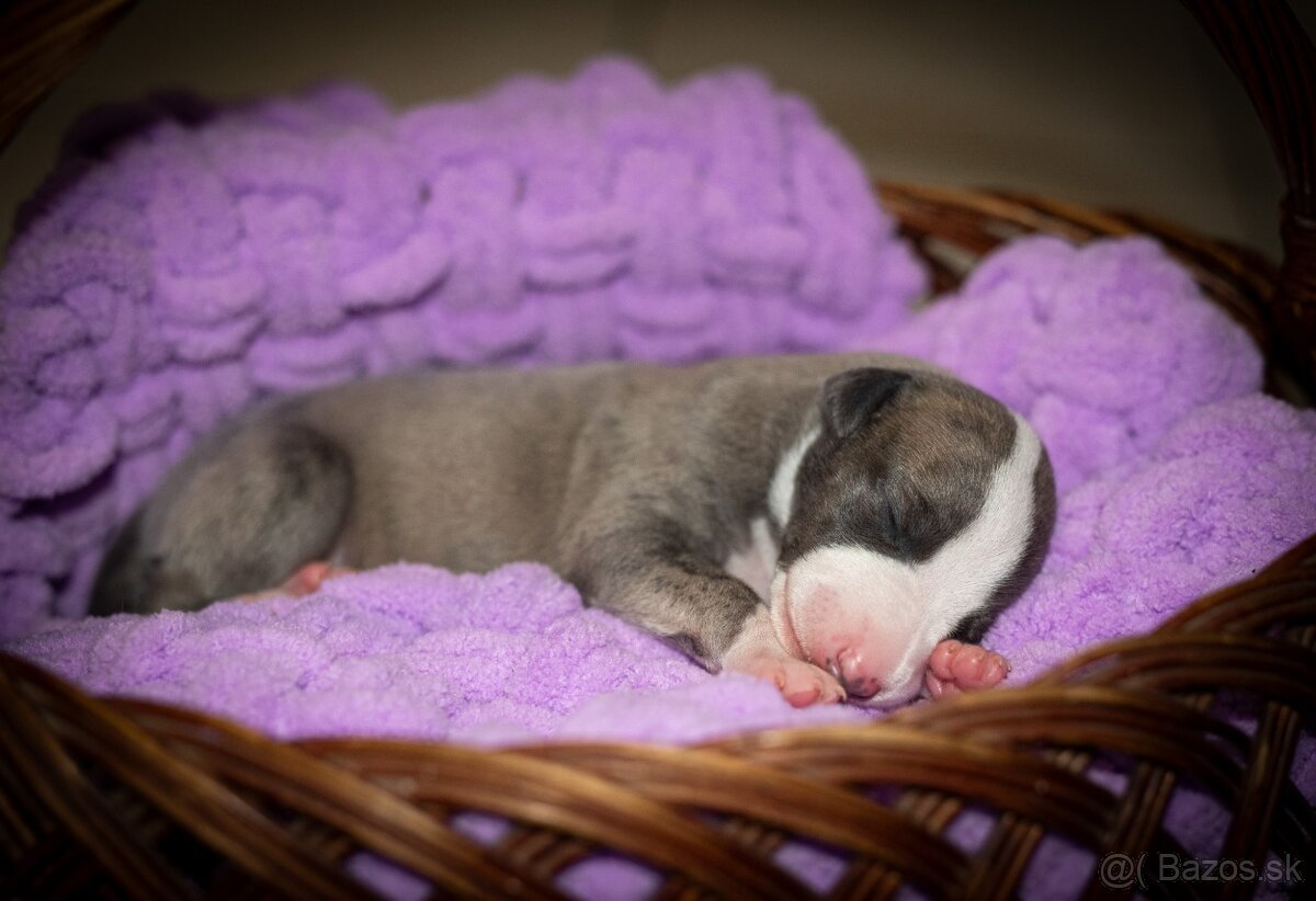 Whippet, vipet - 3